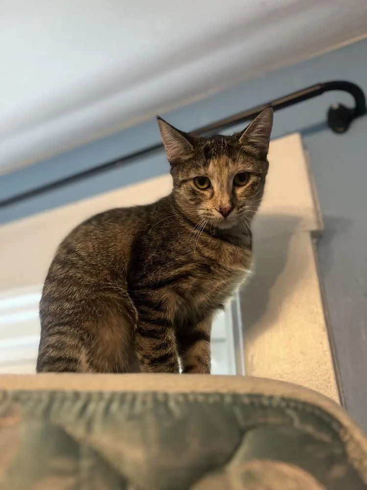 Princess thumbnail 2