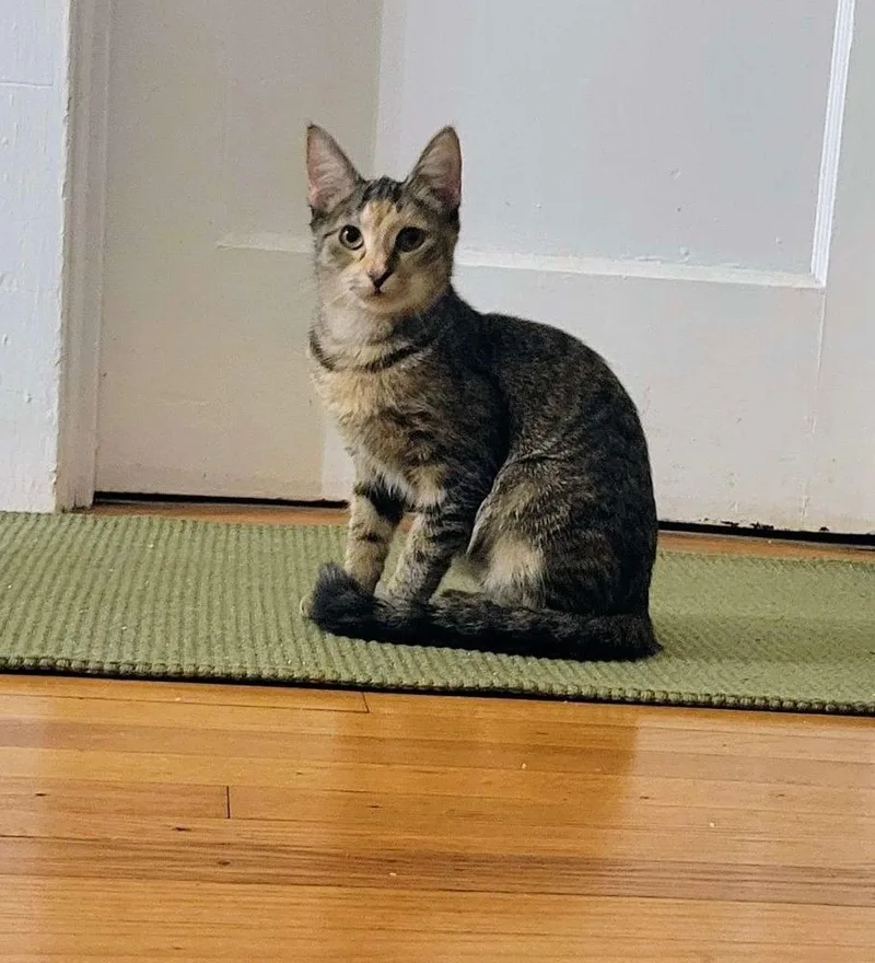 Princess thumbnail 5