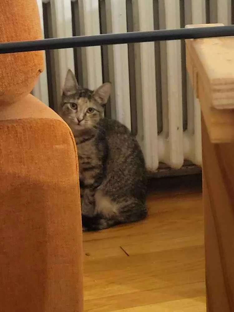 Princess thumbnail 6