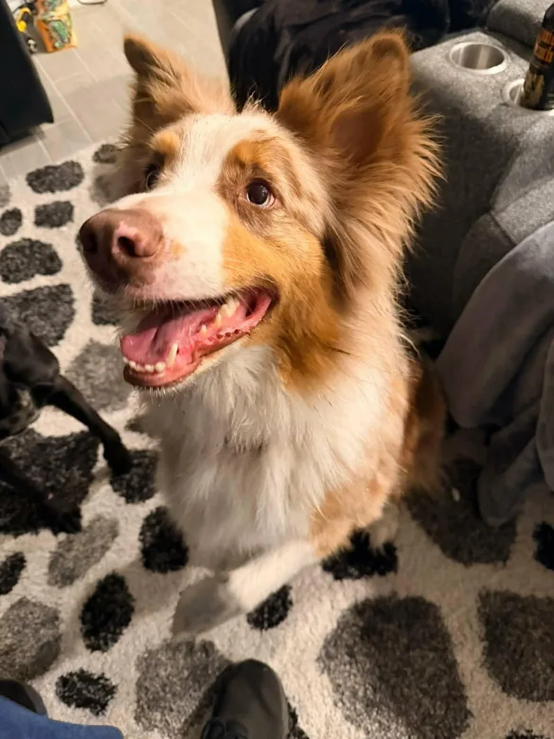 An adult medium-sized male Australian Shepherd dog named Bleu for adoption in Lakeland, FL