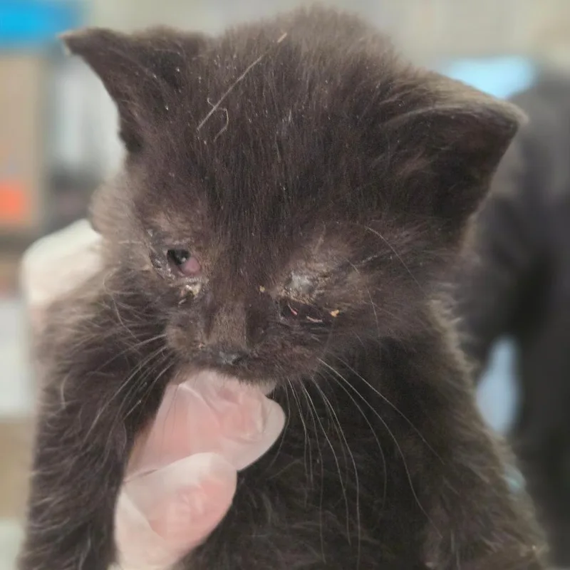 A baby small-sized female Black Domestic Short Hair cat named Michelle Mccool for adoption in Charleston, WV