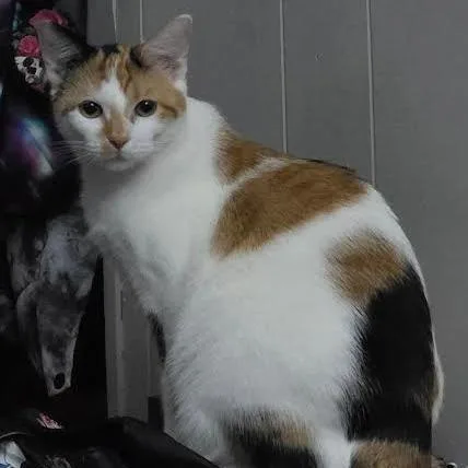 A young large-sized female White Domestic Short Hair cat named Callie C for adoption in Princeton, MN