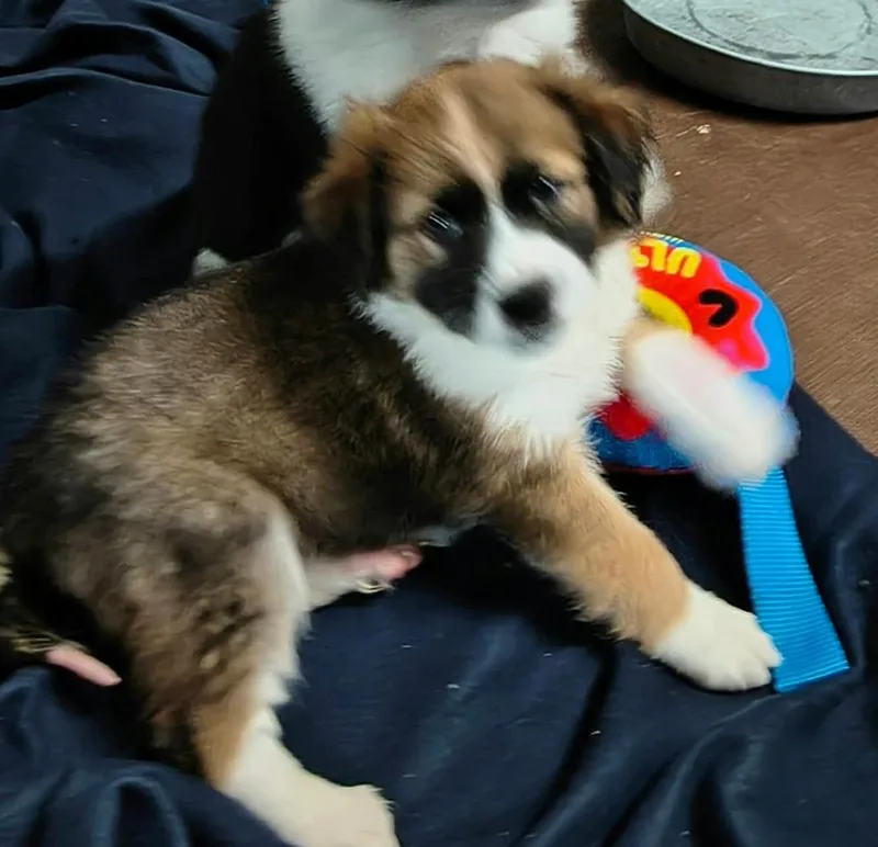 A baby medium-sized female Tricolor (Brown, Black, & White) Border Collie dog named Cookie Paws : Sugar for adoption in Aurora, IN