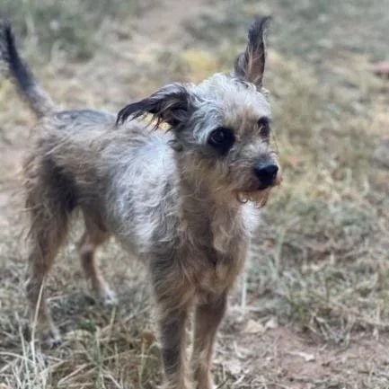 A young small-sized male Black Terrier dog named Nabisco for adoption in Tulsa, OK