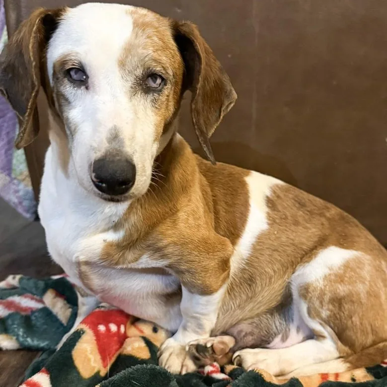 An adult small-sized female Dachshund dog named Faye for adoption in Toledo, OH
