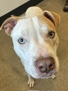 A young medium-sized male White / Cream Pit Bull Terrier dog named Einstein for adoption in Cleveland, OH