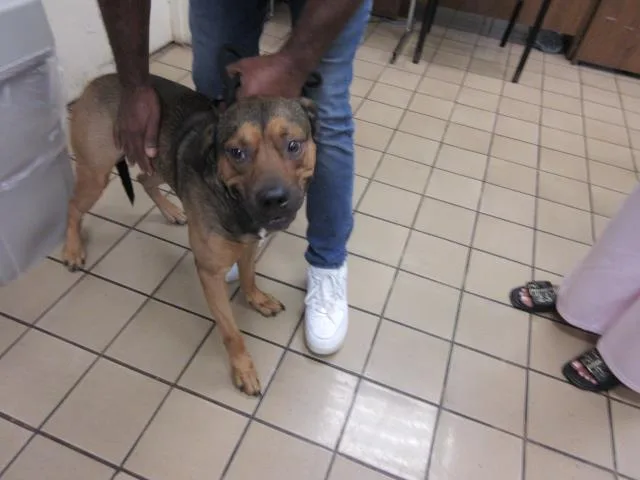 An adult medium-sized male Mixed Breed dog named Milo for adoption in West Palm Beach, FL