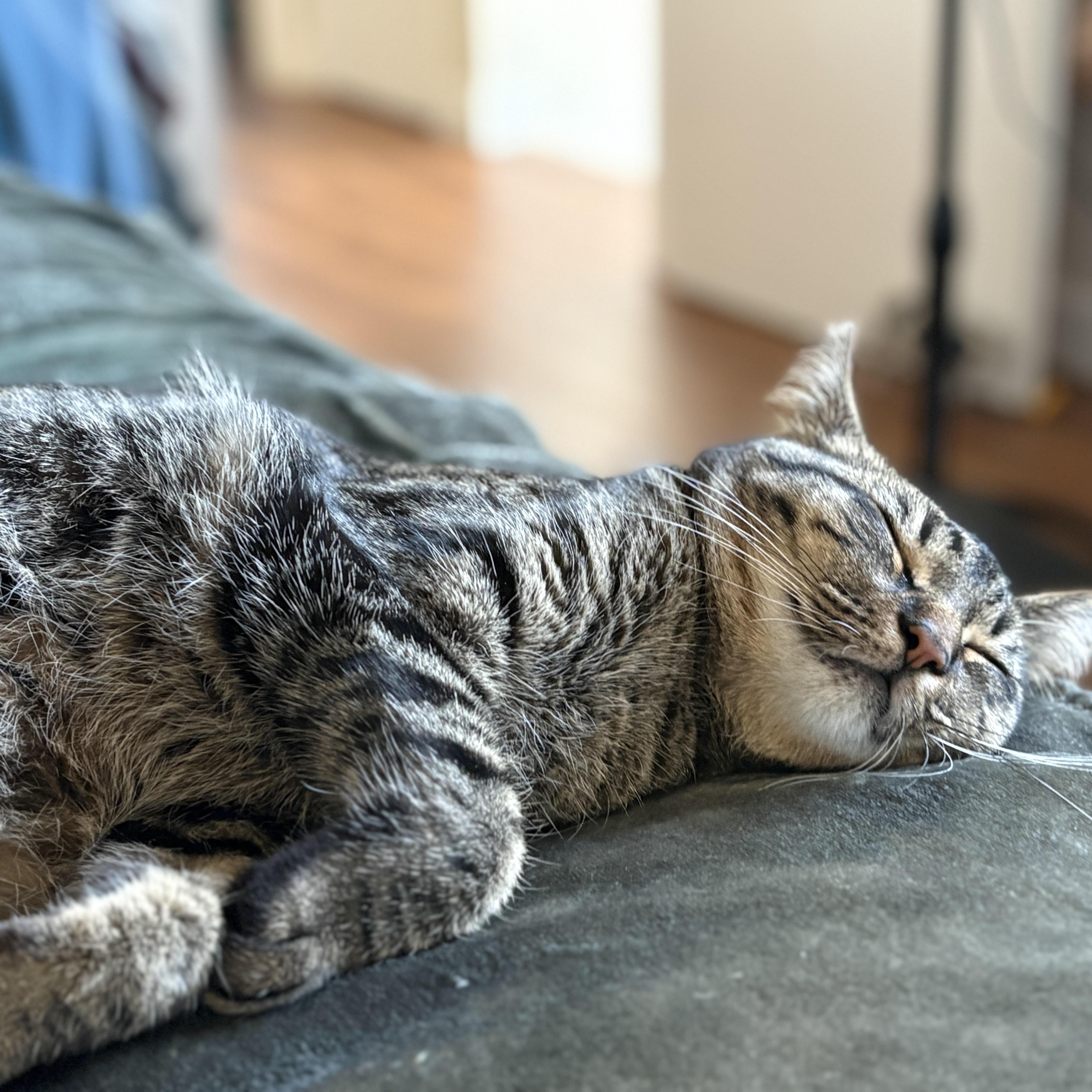 An adult medium-sized female Tabby (Buff / Tan / Fawn) Domestic Short Hair cat named Fern [bonded With Sister for adoption in Benicia, CA