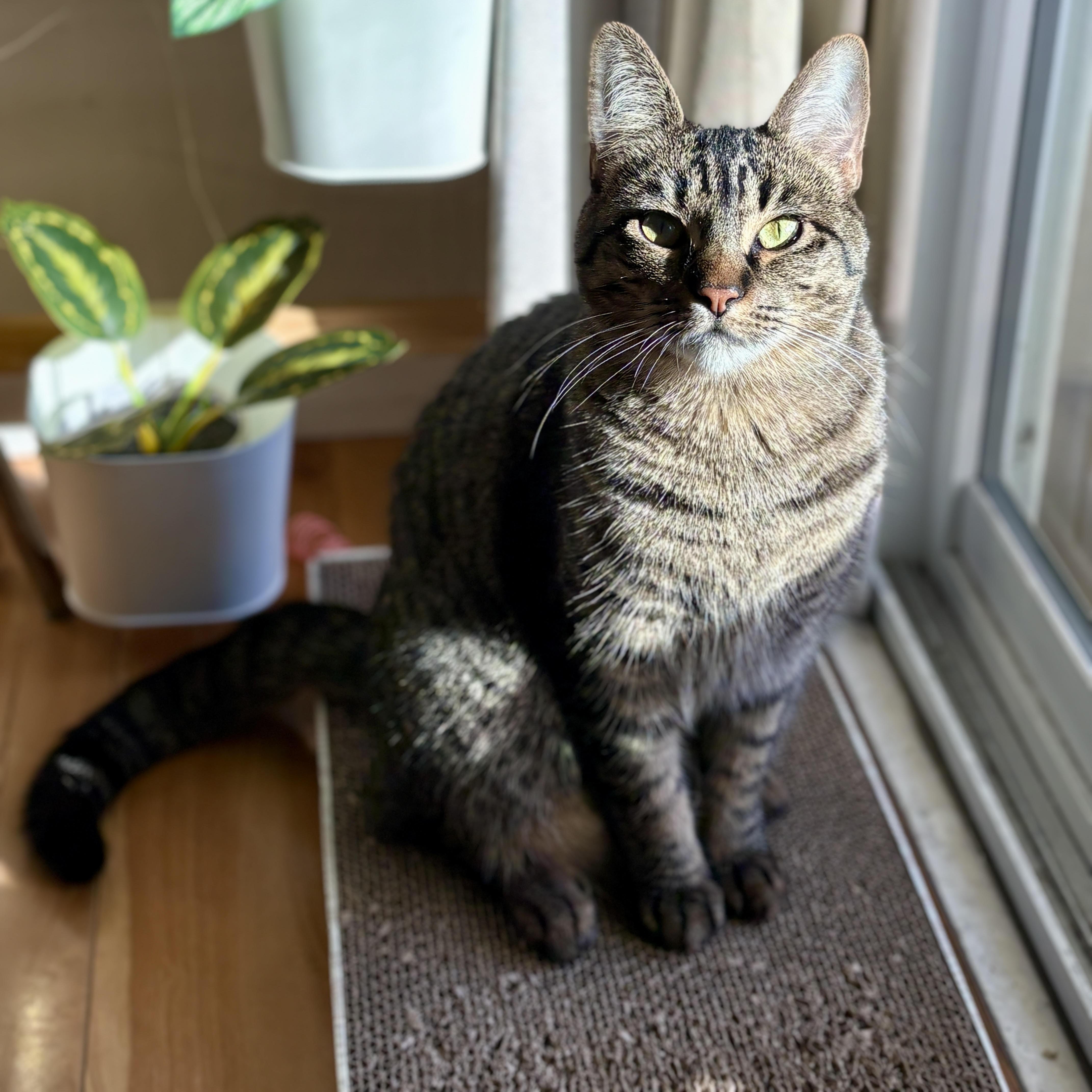 Fern [bonded With Sister thumbnail 3