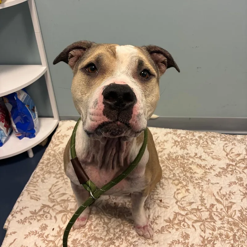 An adult large-sized female Pit Bull Terrier dog named Sandy for adoption in Greensboro, NC