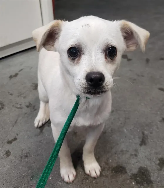 A baby small-sized male Chihuahua dog named Rocket for adoption in Fairfield, CA