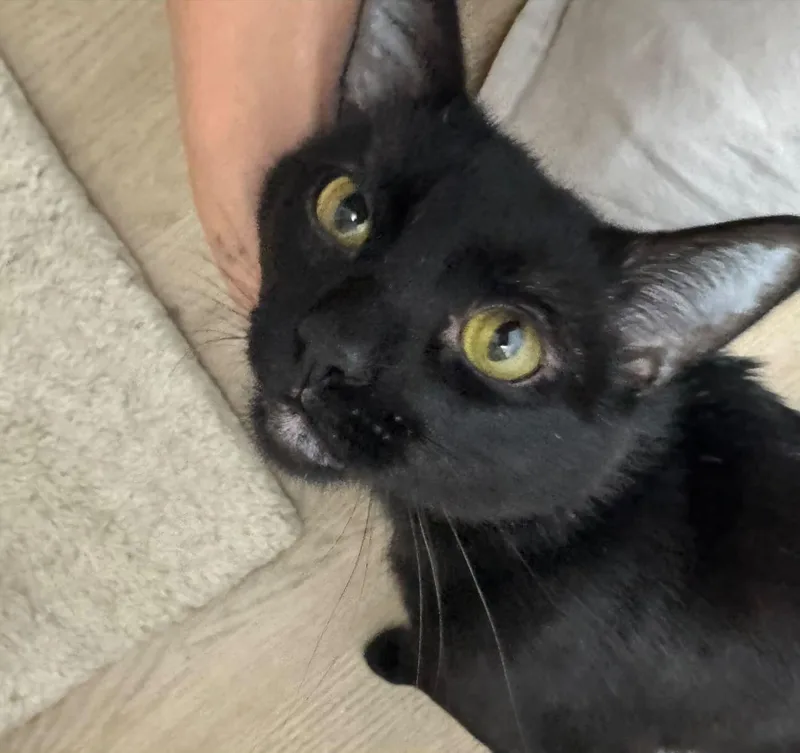 A young medium-sized male Domestic Short Hair cat named Hiro for adoption in San Diego, CA