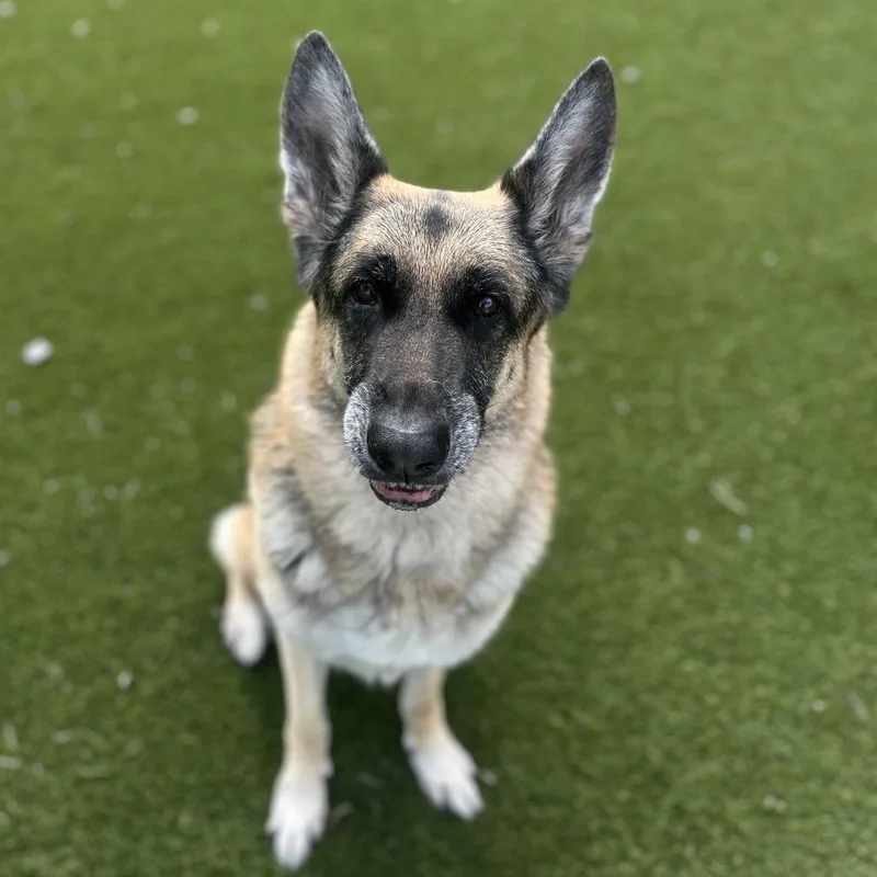 A senior medium-sized male Black German Shepherd Dog dog named Giulio for adoption in LOXAHATCHEE, FL