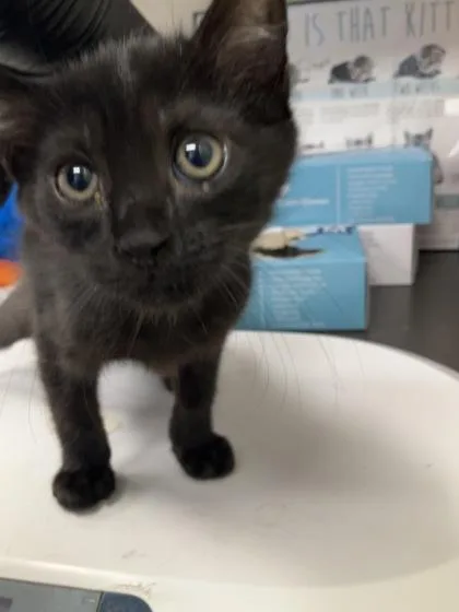 A baby small-sized female Domestic Short Hair cat named Claudia for adoption in Gainesville, FL