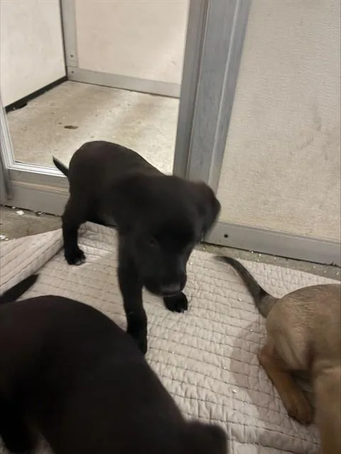 A baby small-sized male Labrador Retriever dog named Hammy for adoption in Stockton, CA