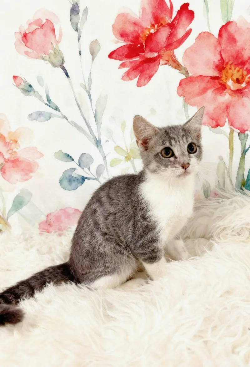 A baby small-sized female Domestic Medium Hair cat named Suzzanne for adoption in Tehachapi, CA