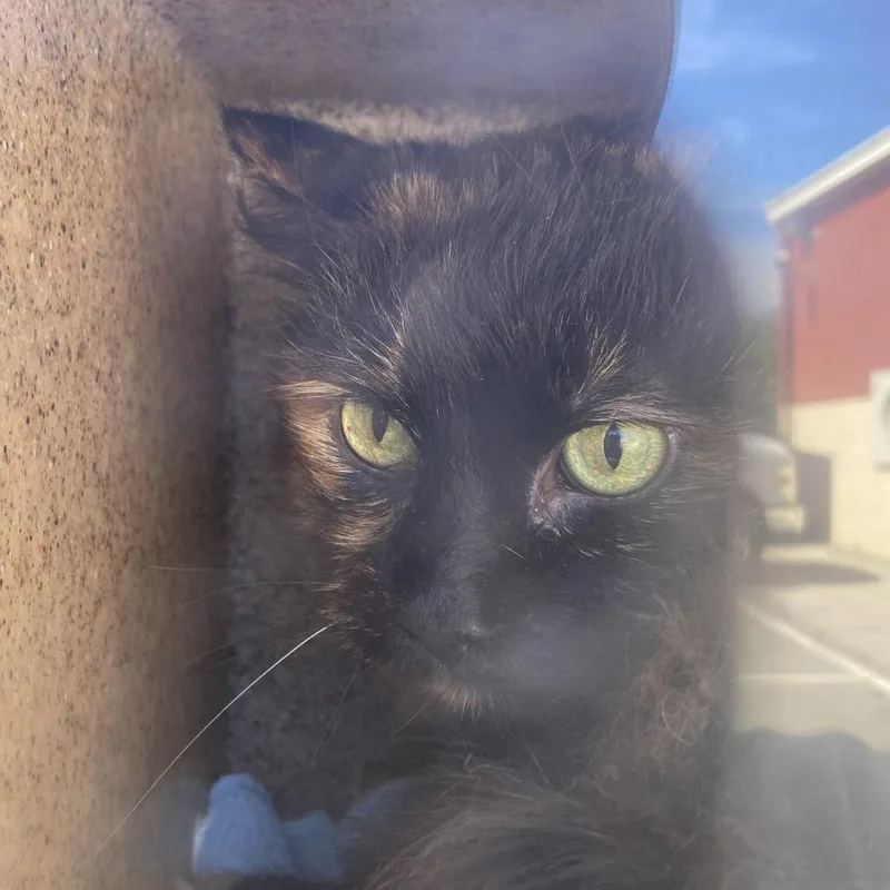 A senior small-sized female Calico Domestic Medium Hair cat named Bridgett for adoption in Philadelphia, PA