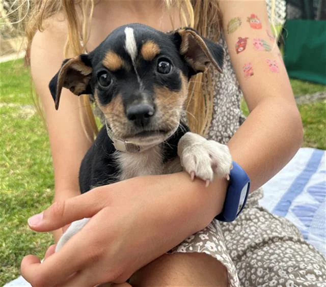 A baby small-sized male Chihuahua dog named Rebel for adoption in Tustin, CA