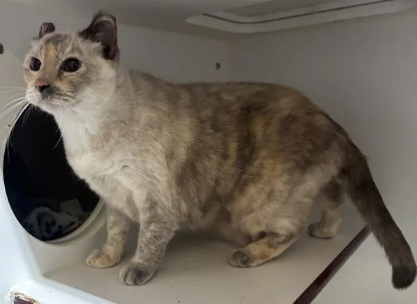 A senior large-sized female Domestic Short Hair cat named Peanut Butter for adoption in Escondido, CA