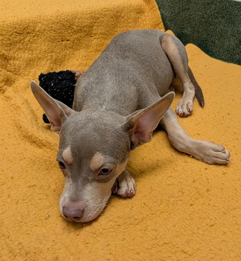 A baby medium-sized female Pit Bull Terrier dog named Olive A for adoption in Plano, TX