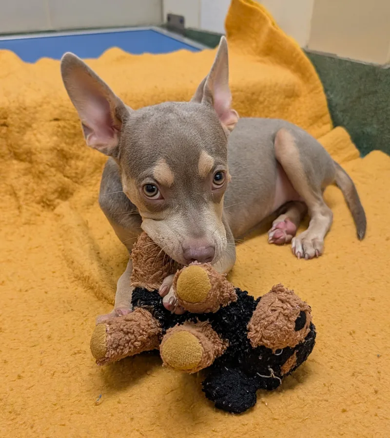 Olive A thumbnail 3