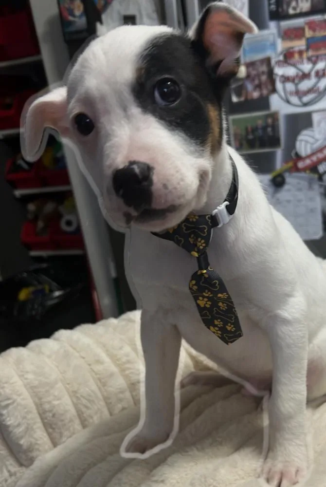 A baby medium-sized male Black Pit Bull Terrier dog named Gunner for adoption in Naperville, IL