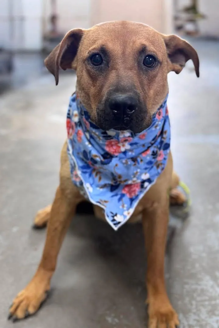 A young medium-sized female Shepherd dog named Dakota for adoption in Chesterfield, SC