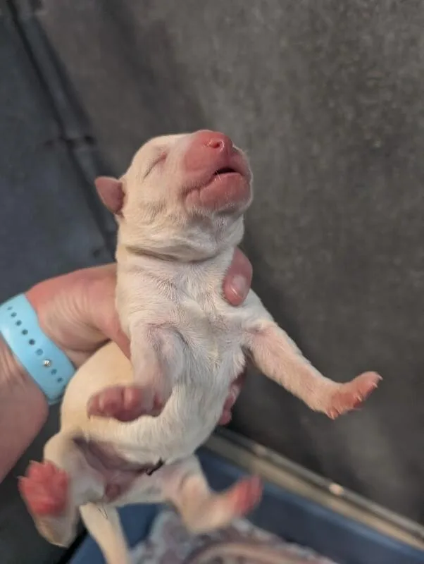 A young medium-sized female White / Cream Pit Bull Terrier dog named Lulu for adoption in Supply, NC