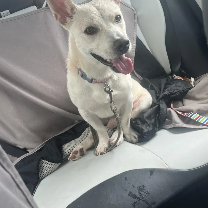 A young medium-sized male White / Cream Carolina Dog dog named Oscar for adoption in Cumming, GA