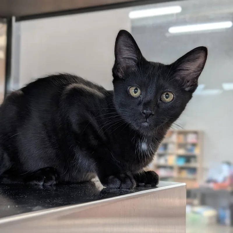 A baby medium-sized female Domestic Short Hair cat named Artemis for adoption in Cape Girardeau, MO