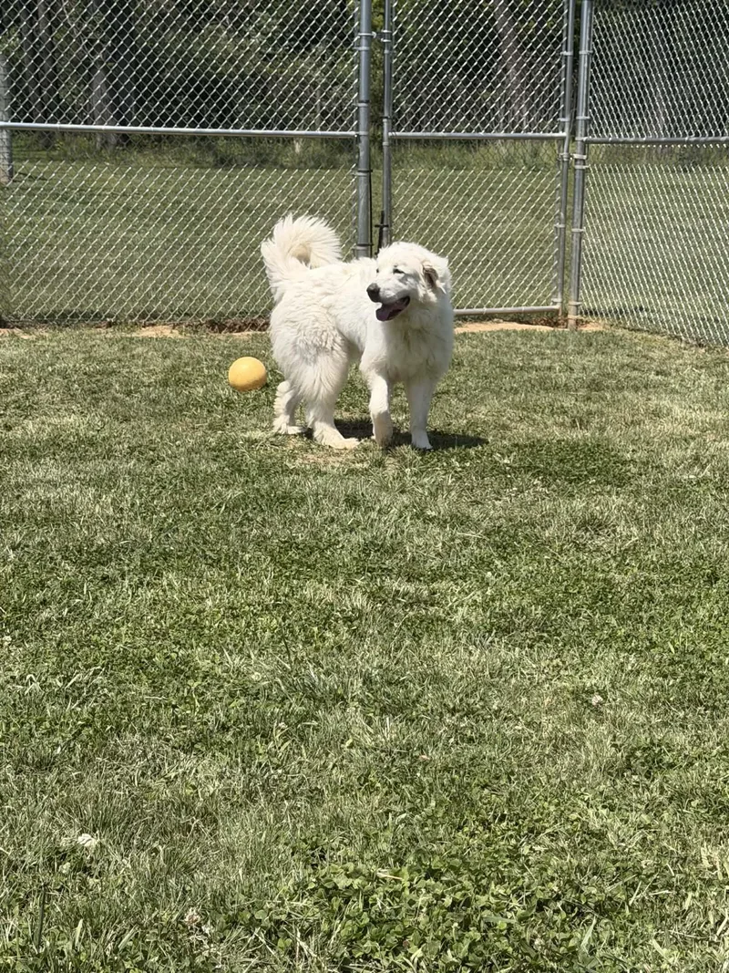 A young extra large-sized female White / Cream Great Pyrenees dog named Millie for adoption in Berryville, VA