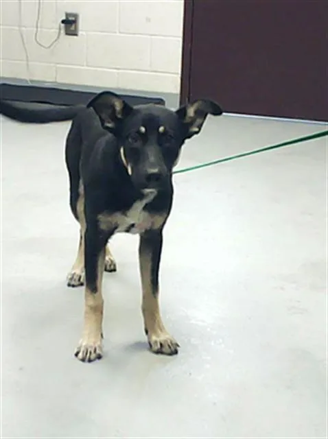 A young medium-sized male German Shepherd Dog dog named Tommy for adoption in Fayetteville, NC