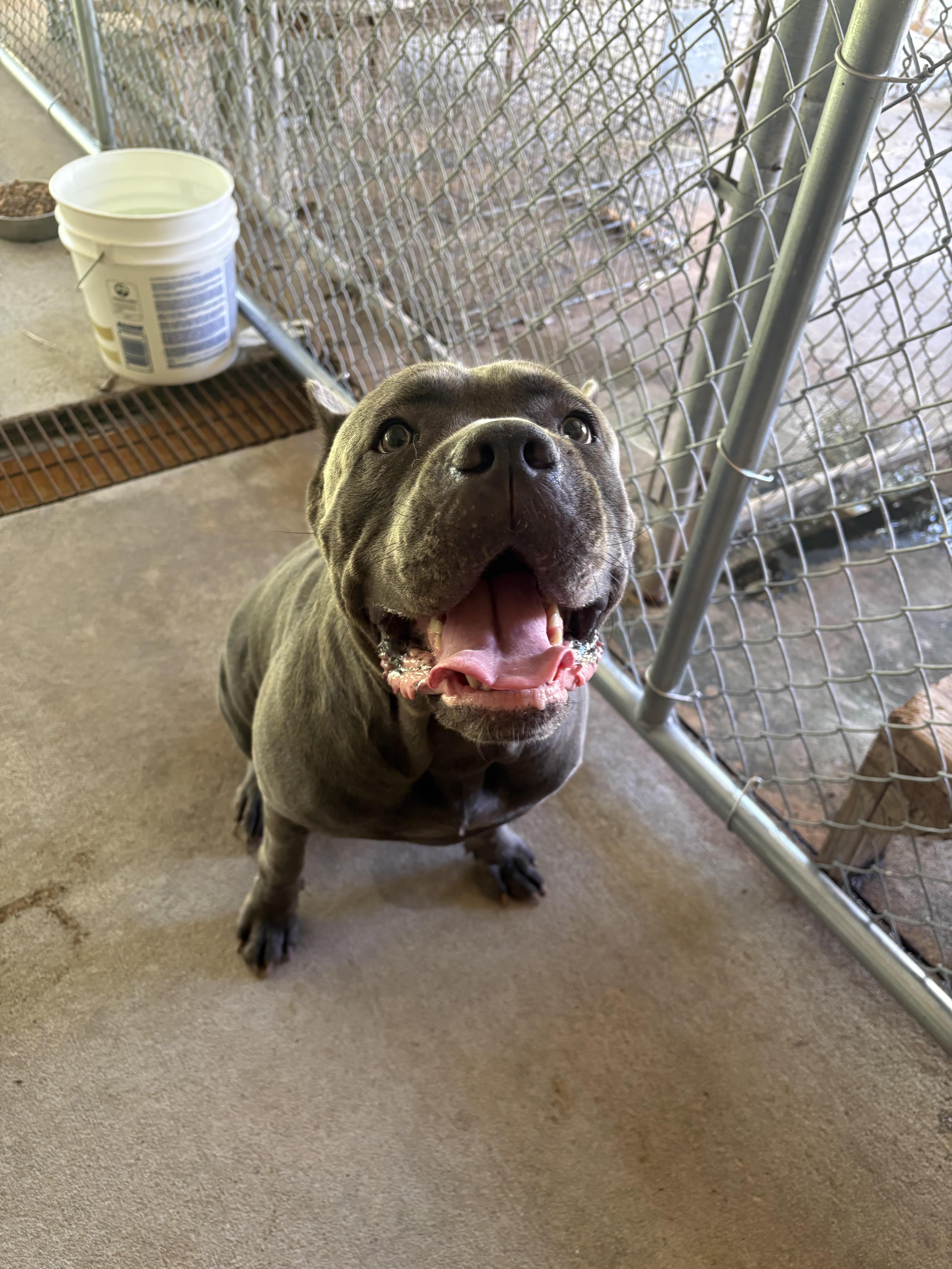An adult large-sized female Gray / Blue / Silver Cane Corso dog named Katie for adoption in Monticello, GA
