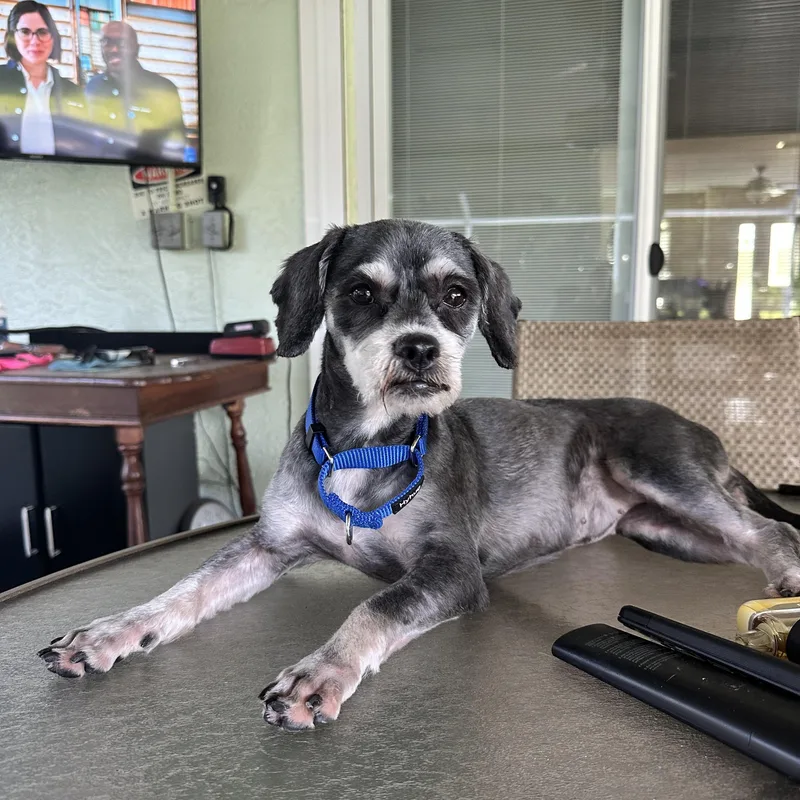 A young small-sized female Shih Tzu dog named Abbey for adoption in Bradenton, FL