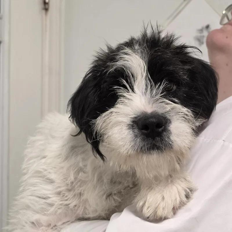 A baby medium-sized male White / Cream Mixed Breed dog named Asparagus for adoption in Troy, IL