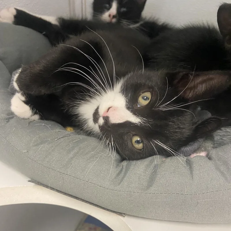 A baby small-sized male Black Domestic Short Hair cat named Anchovy for adoption in Binghamton, NY