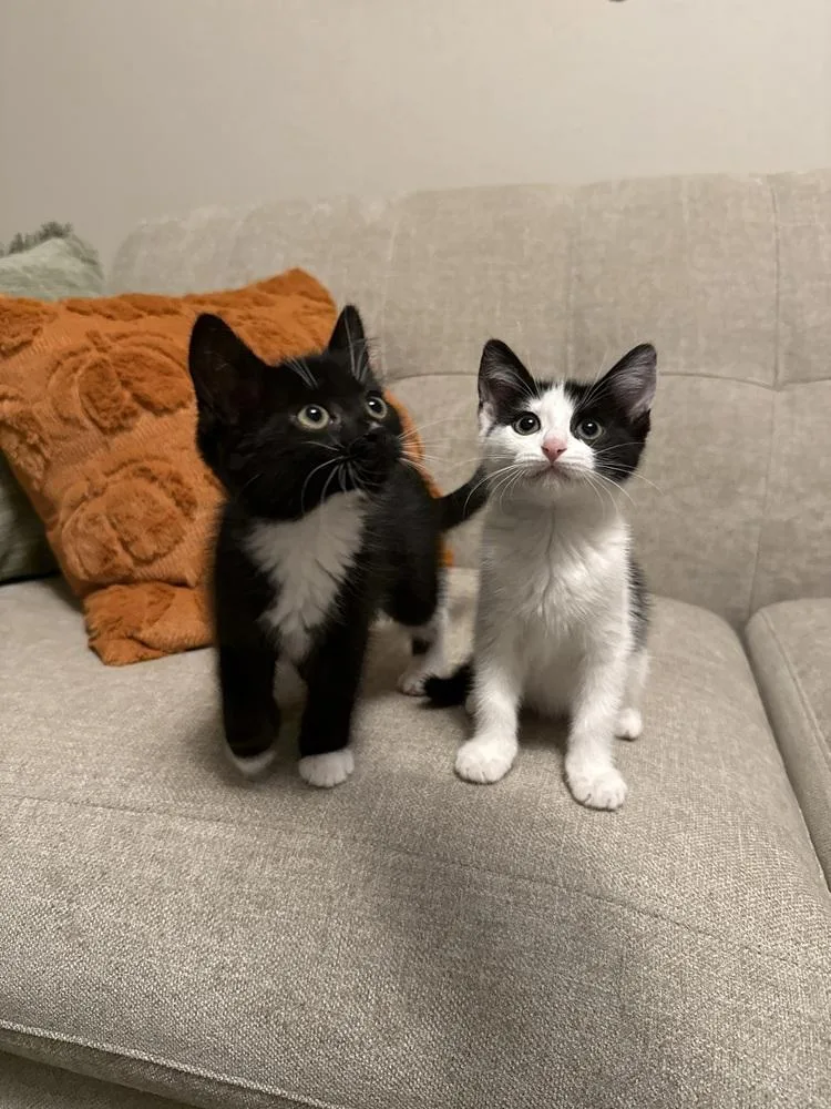 A baby medium-sized female Black & White / Tuxedo Domestic Short Hair cat named Moira for adoption in Clinton Township, MI
