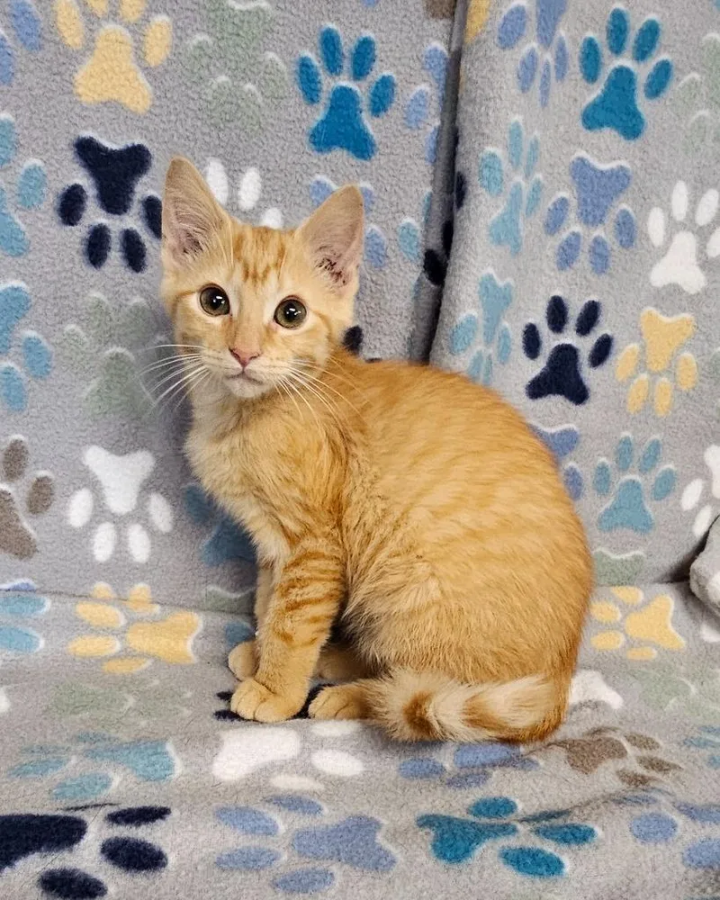 A baby medium-sized female Domestic Short Hair cat named Squeeks for adoption in Wabash, IN