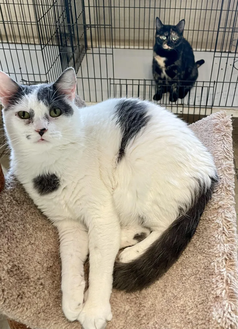 An adult medium-sized female Buff & White Domestic Short Hair cat named Aria for adoption in Lacon, IL