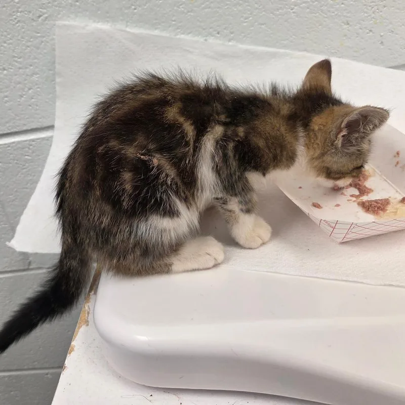 A baby small-sized female Brown / Chocolate Domestic Short Hair cat named Oliver for adoption in Chattanooga, TN