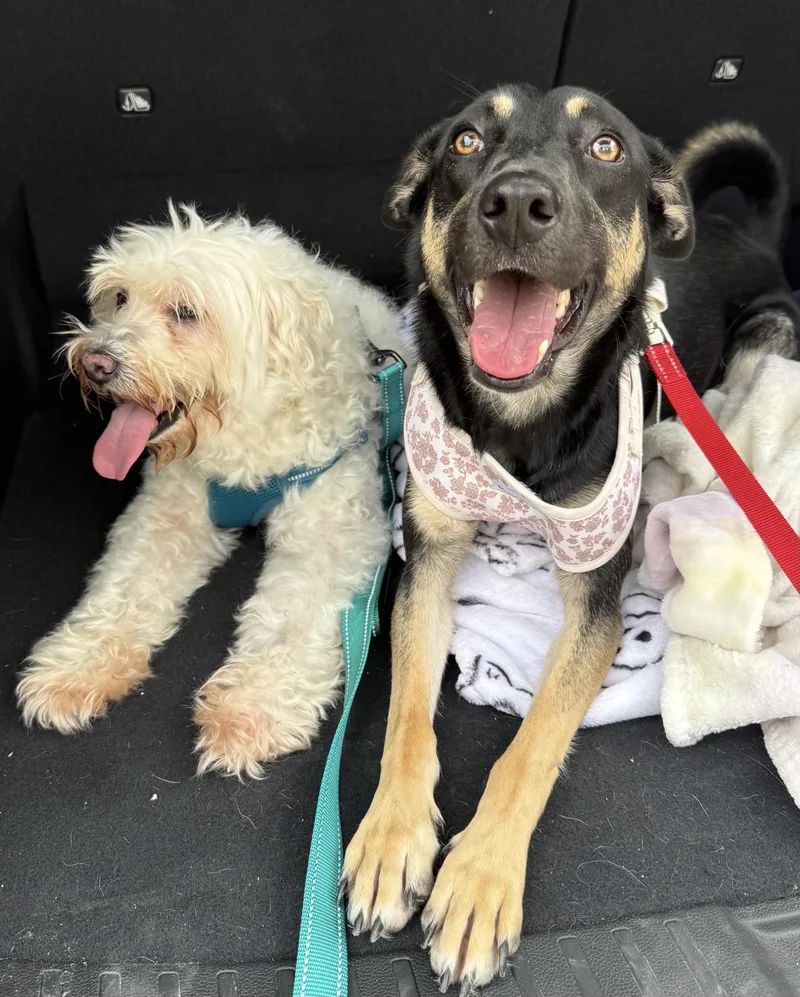 A young medium-sized female German Shepherd Dog named Maya for adoption in Humble, TX