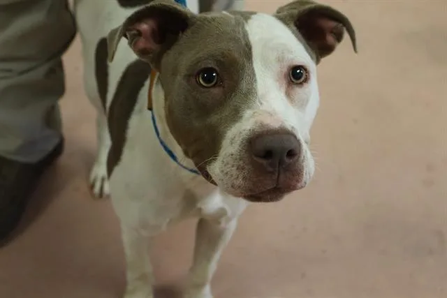 A young medium-sized female Mixed Breed dog named Jamie for adoption in Columbia, SC