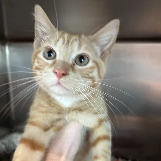 A baby small-sized male Orange / Red Domestic Short Hair cat named Nacho for adoption in Matteson, IL