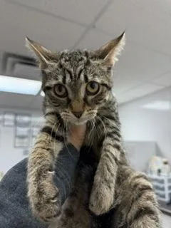 A baby small-sized male Domestic Short Hair cat named Kasai for adoption in South Bend, IN