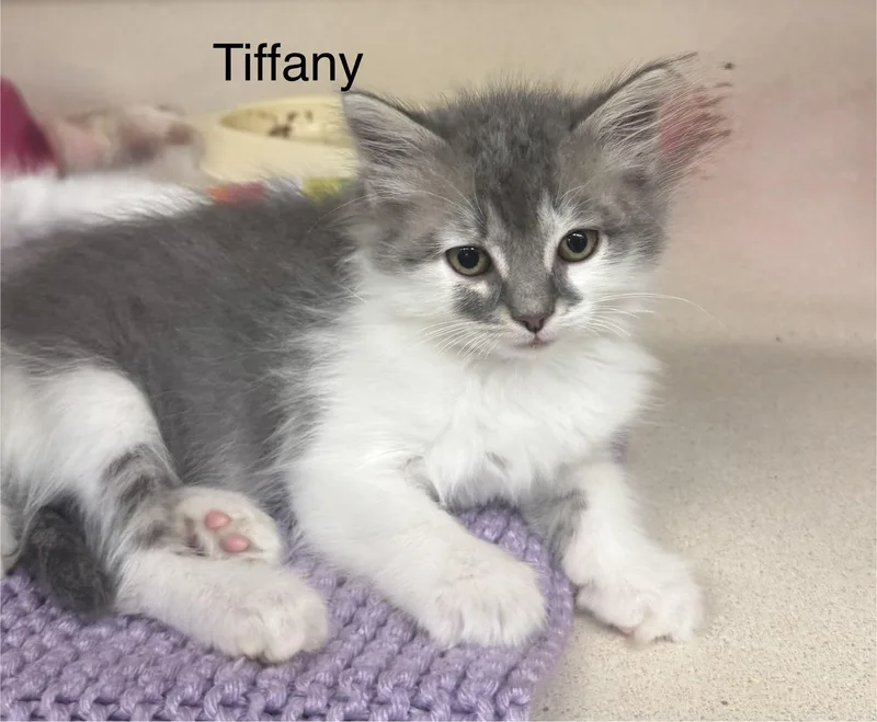 A baby medium-sized female White Domestic Long Hair cat named Tiffany for adoption in Ulster, PA