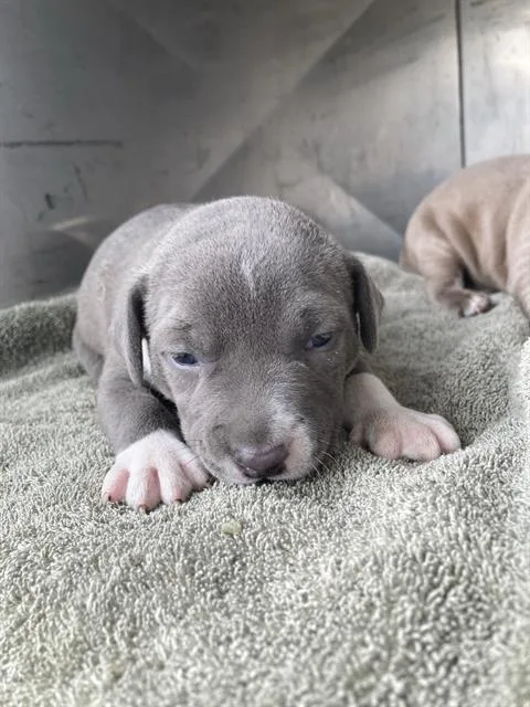 A baby large-sized female Mixed Breed dog named Queen for adoption in Dallas, TX