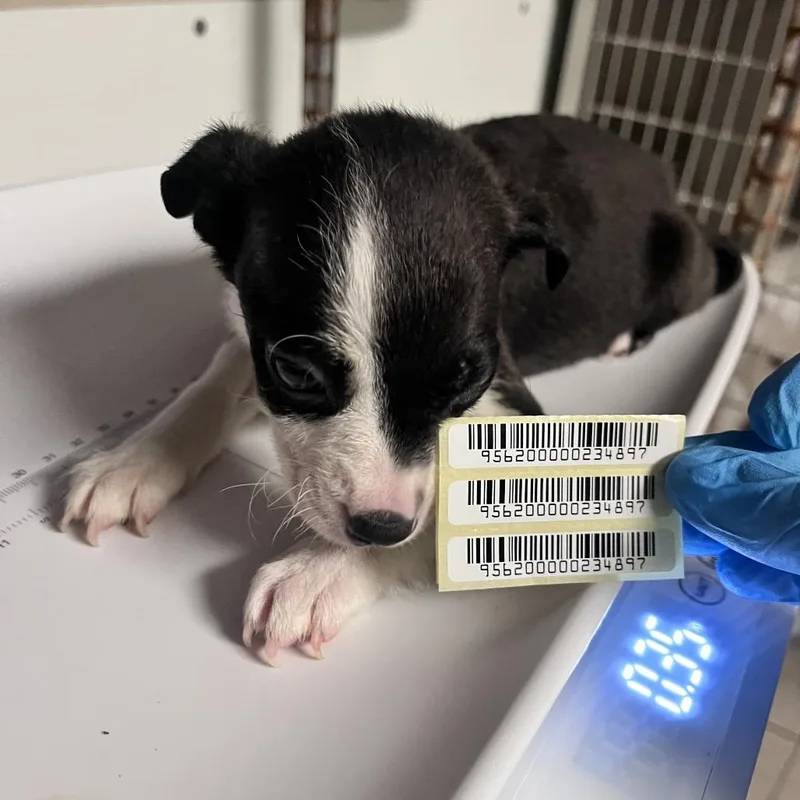 A baby small-sized male Black Mixed Breed dog named Spiderman for adoption in Charleston, WV