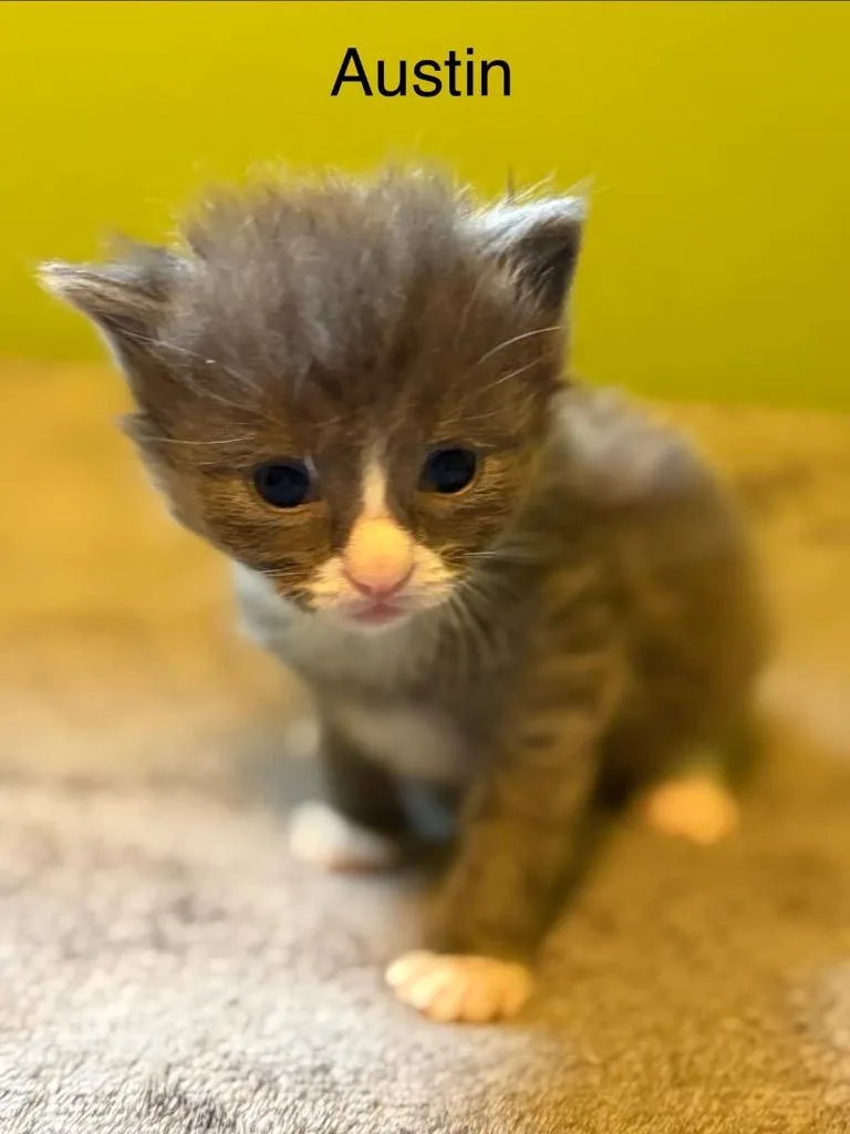 A baby medium-sized male Domestic Short Hair cat named Austin for adoption in Johnson City, TN