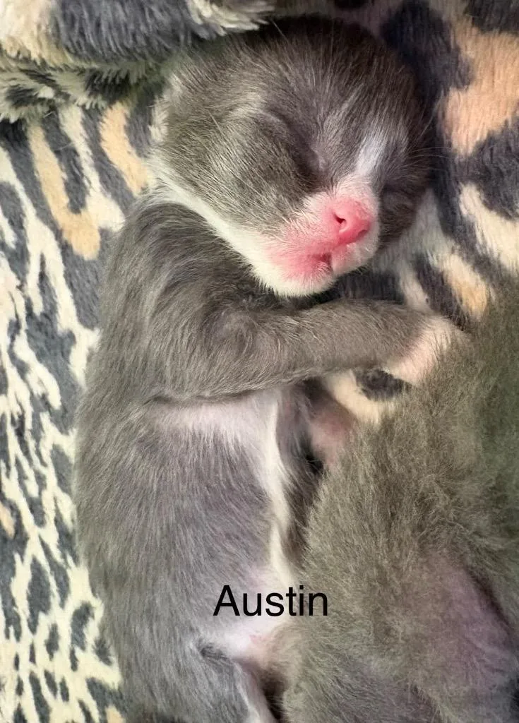 Austin thumbnail 3
