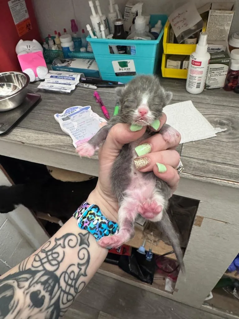 Austin thumbnail 4